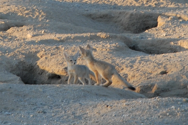 Kit Fox