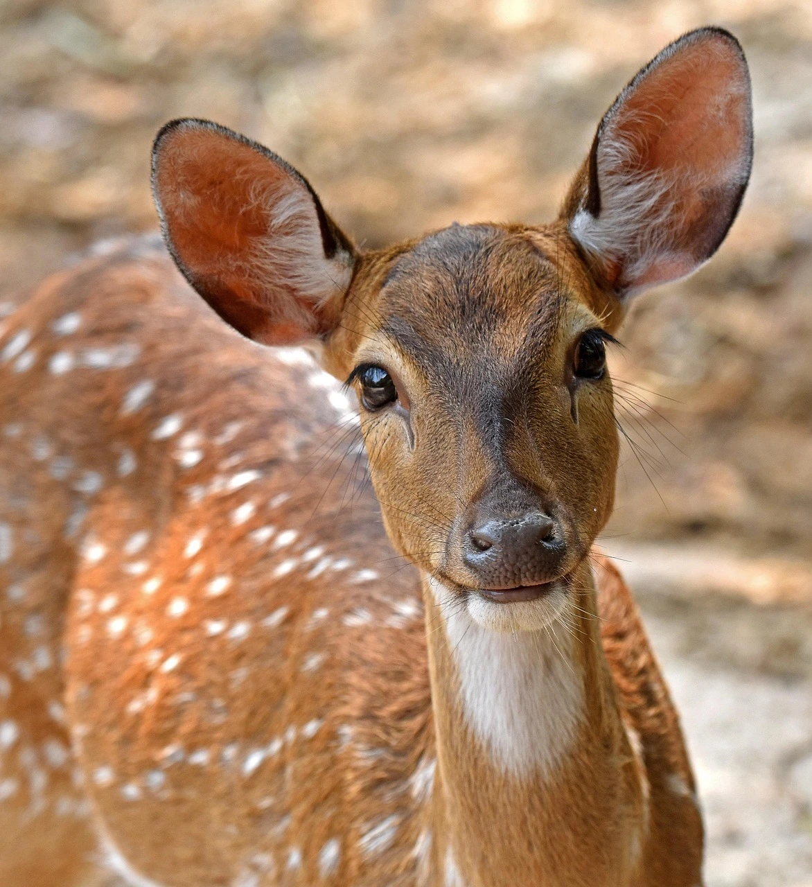 chital-5580407_1280