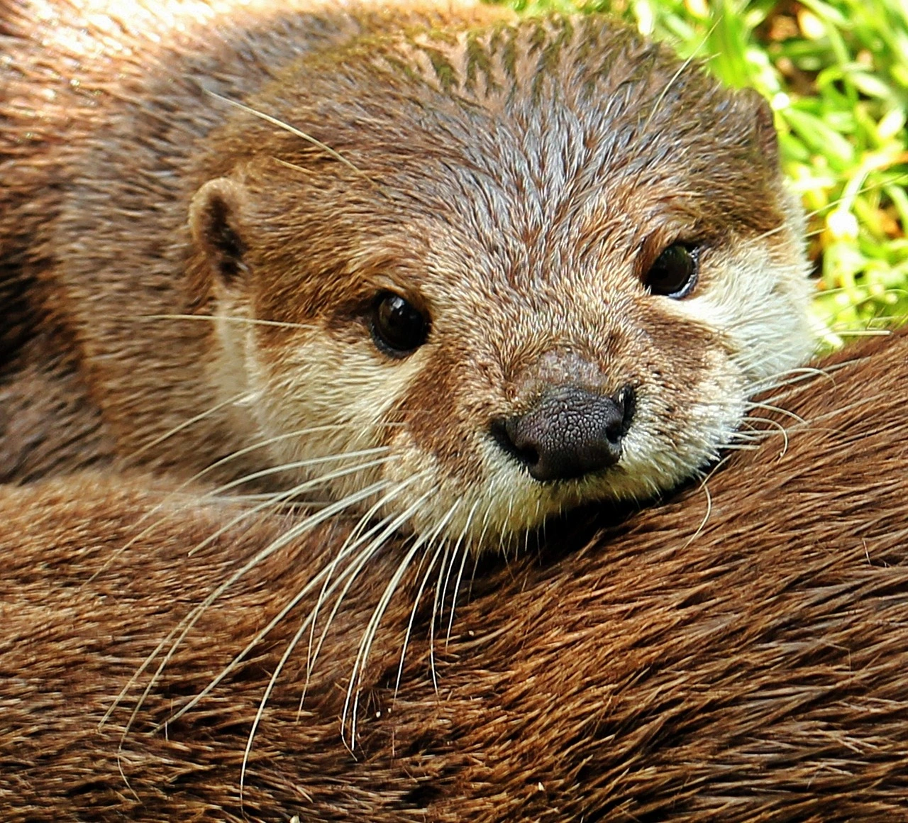 otter-1438378_1280