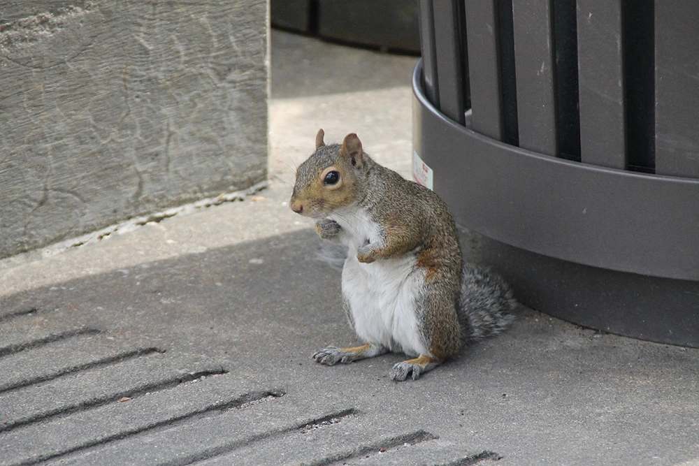 squirrel-937700_1920 Southwestern Wildlife Survey